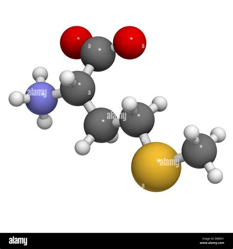 Amino Acids Ball And Stick Hi Res Stock Photography And Images Alamy