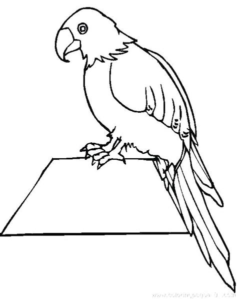 Macaw Coloring Page At Free Printable Colorings