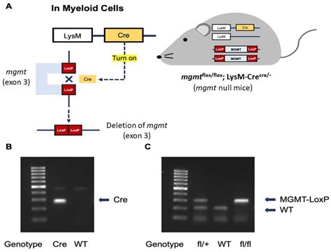 Ijms Free Full Text Less Severe Lipopolysaccharide Induced