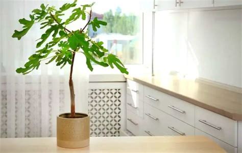 HOW TO GROW FIG TREE INDOORS? – Slick Garden