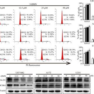 Dmn Induces Cell Cycle Arrest At The G G Phase In Gbm Cells A