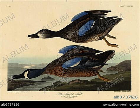 ROBERT HAVELL AFTER JOHN JAMES AUDUBON Blue Winged Teal Dated 1836