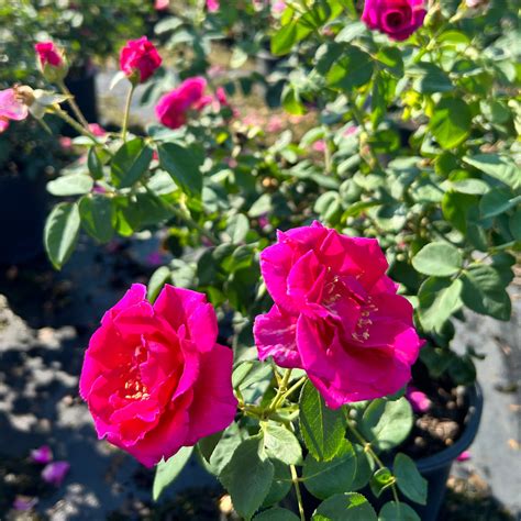 Rosa X Grappl Echo® Brindabella™ Purple Prince Rose Gobuyplants