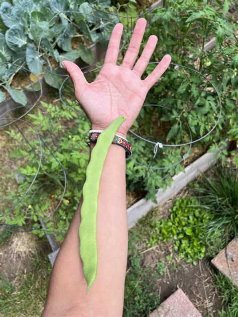 I saw we were sharing bean arches? : r/JoePera