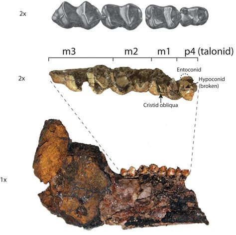 Hedgehog and tapir fossils found in B.C. | CBC News