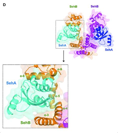 Relevance Of Sehb Amino Acids Residues In The Formation Of Sehb