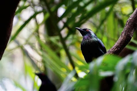 Metallic Starling Aplonis Metallica Taronga Zoo Christine Lynch