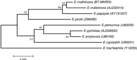 Phylogenetic Tree Based On Neighbor Joining Phylogram Download Scientific Diagram