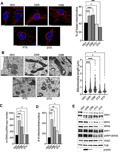 Mitochondrial Structure Is Altered In Residual Tnbc Cells Surviving