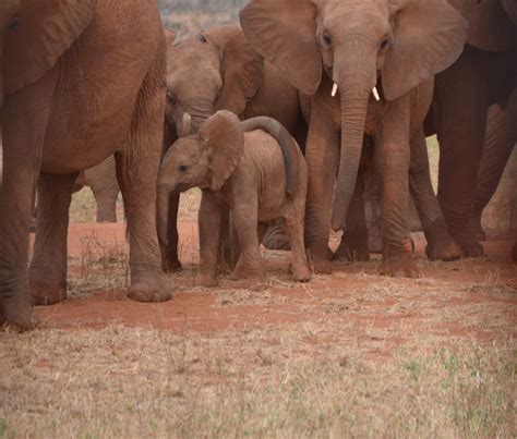 3 Days Samburu Air Safari Package From Nairobi Salqium Wild Tour