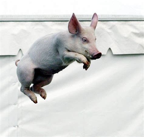 Jumping Piglet Funny Animals Cute Animals Tapir