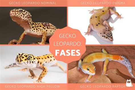 Fases Del Gecko Leopardo Qu Son Y Ejemplos