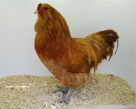 Buff Ameraucana Chicken For Sale Cackle Hatchery®