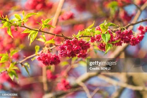 Red Cherry Blossom Photos And Premium High Res Pictures Getty Images