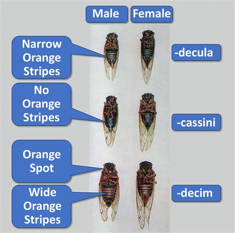 Species Periodical Cicada Information Pages