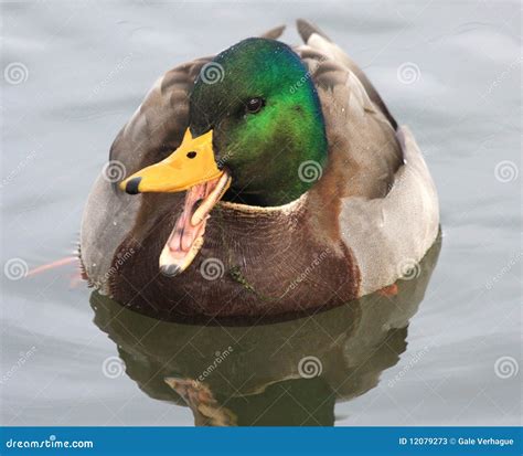 Duck Stock Image Image Of Float Beak Fowl Migration 12079273