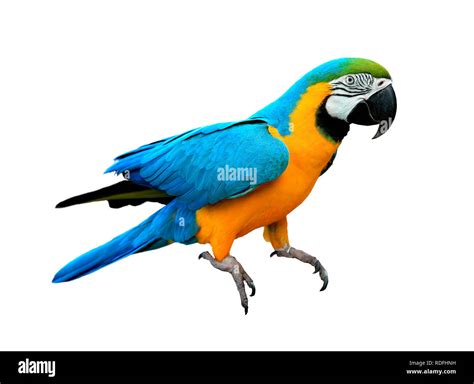 Macaw Cut Out Stock Images And Pictures Alamy