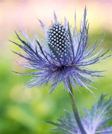 Sea holly varieties: 16 types of eryngium to grow yourself | Gardeningetc