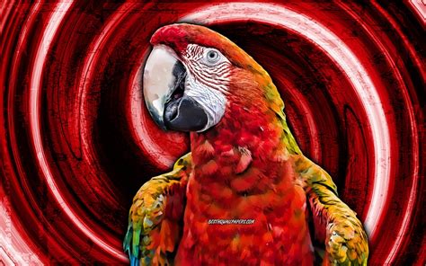 Scarlet Macaw Red Grunge Background Red Parrot Ara Macao Vortex