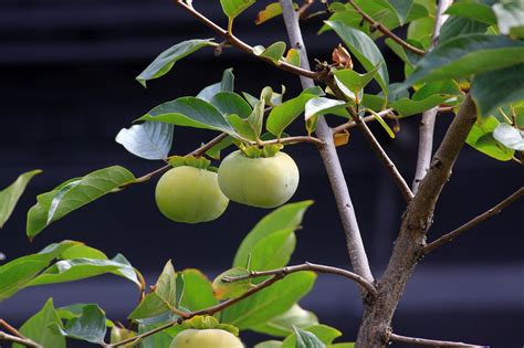 Persimmon Tree Autumn - Free photo on Pixabay - Pixabay