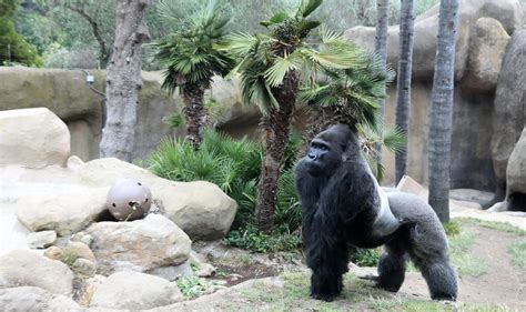 Photo Gallery Santa Barbara Zoo Open To Public With Limited Capacity