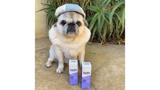 Ellevet CBD oil for dogs: American pet care company introduce CBD pet ...