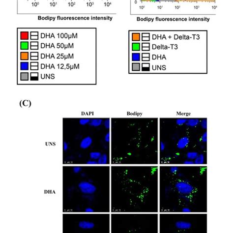 A Lipid Droplet Biogenesis Induced By Treatment With Docosahexaenoic