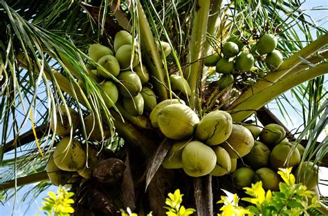 Cocco Cocos Nucifera Linn Narikela Ayurvedic Point Milano