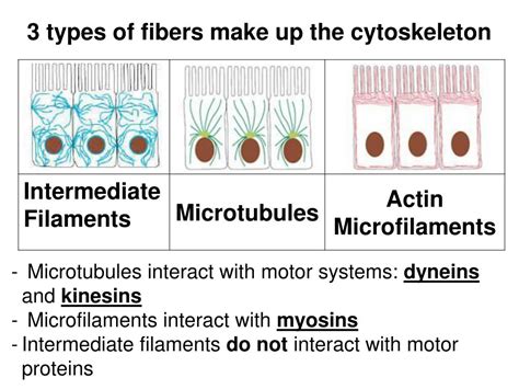 PPT INTRODUCTION Unit 8 Cytoskeleton PowerPoint Presentation Free