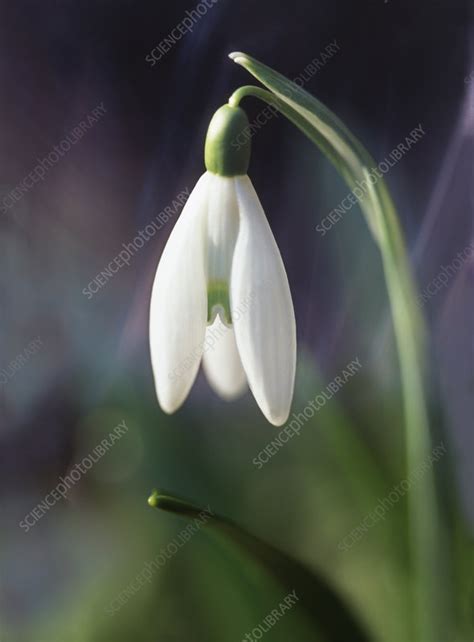 Snowdrop flower - Stock Image - B570/0751 - Science Photo Library