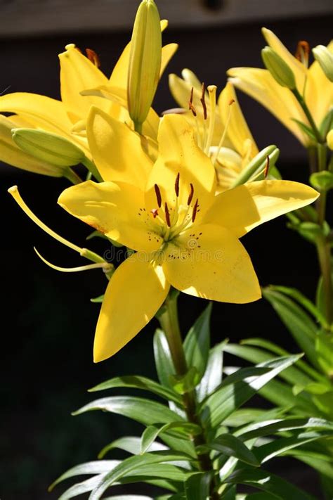 Garden Lily yellow stock image. Image of botany, colorful - 125392377