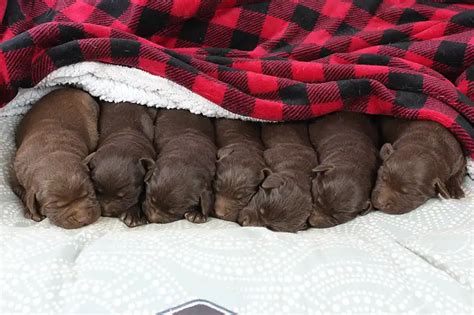 Chocolate Lab Puppies For Sale - LABPUPS.COM