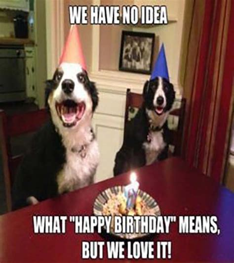 29 Funniest Happy Birthday Dog Meme - Happy Birthday Meme