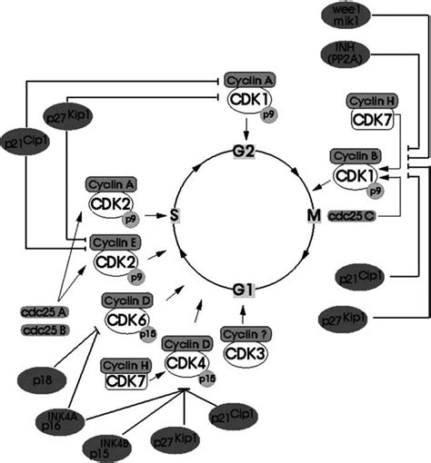 An Overview Of Some Essential Steps In Cell Cycle Progression Cdks Download Scientific Diagram