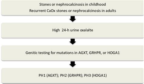 1 Diagnostic Algorithm For Primary Hyperoxaluria Ph Caox Calcium