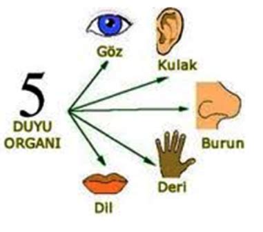 Sinifim Egitim İlkokul Etkinlikleri Yaratıcı Drama Duyular Ve Duygular