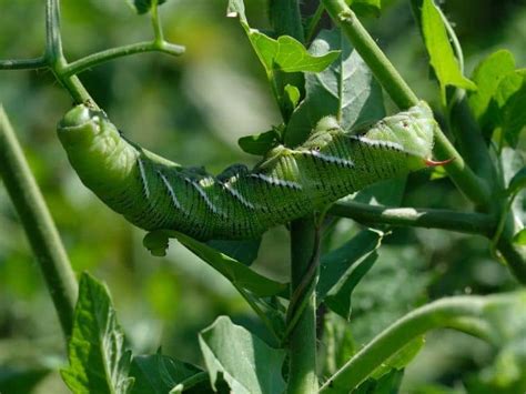 How To Get Rid Of Tomato Hornworms Garden Tips 2024 Northern Nester