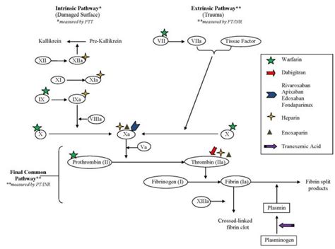 Anticoagulation Reversal And Treatment Strategies In Major Bleeding