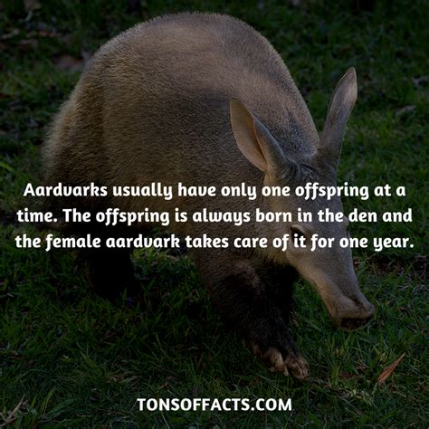 Aardvark Animal Facts And Pictures