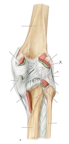 Anatomie Knie Ligamente Flashcards Quizlet