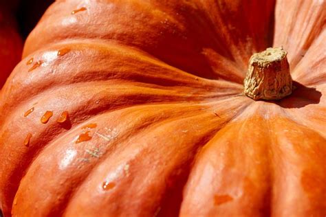 Cultiva Calabazas En Casa Gu A F Cil