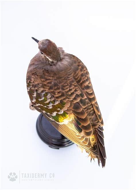 Common Female Bronzewing Taxidermy Dove 8