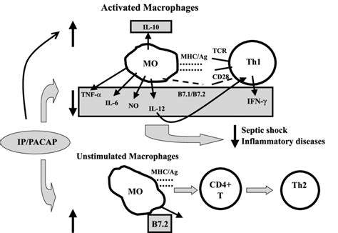 Model For The In Vivo Immunomodulatory Functions Of Vippacap On