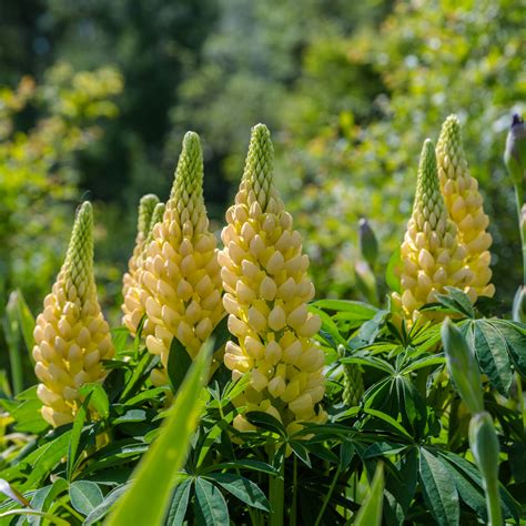 OSC Seeds | Russell Yellow Lupins, elegant and robust perennials