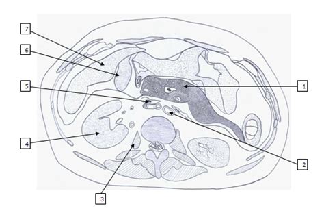 Axial Abdomen 1 Diagram Quizlet