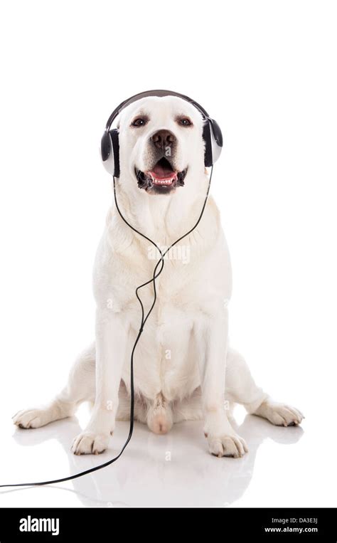 Can Dogs Hear Music Through Headphones