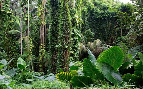 Tropical Forest Wallpapers - 4k, HD Tropical Forest Backgrounds on ...