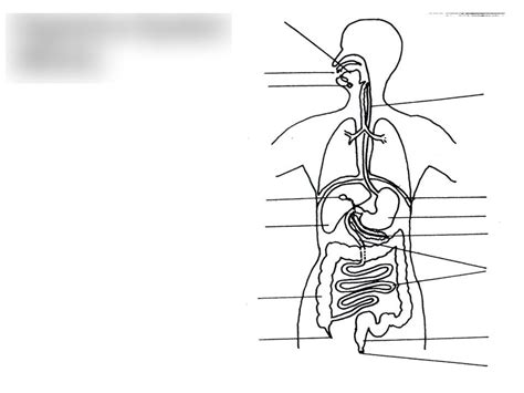 Digestion Diagram Quizlet