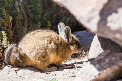 Mountain Viscacha Facts | CRITTERFACTS