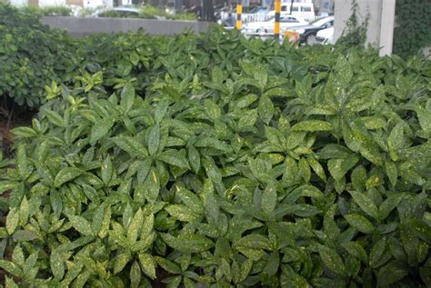 Aucuba japonica 'Variegata' (Gold Dust, Gold Dust Aucuba, Spotted ...